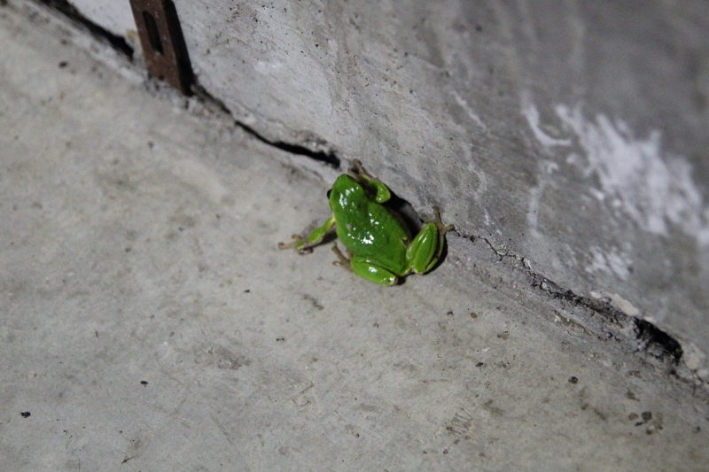 i9663vi's tweet image. Live, Raganella ( Hyla Intermedia)
Good night.

stepart.it/index.php/ffff…

#Stepart #nature #fotography #naturemagic #fotographies #naturelove