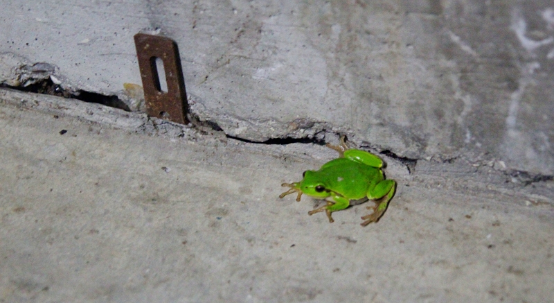 i9663vi's tweet image. Live, Raganella ( Hyla Intermedia)
Good night.

stepart.it/index.php/ffff…

#Stepart #nature #fotography #naturemagic #fotographies #naturelove