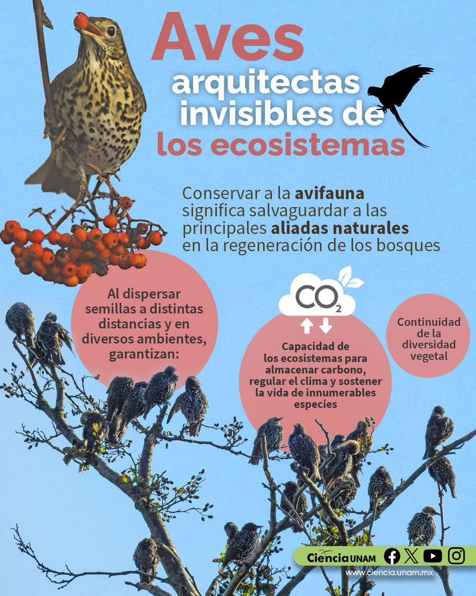 Ciencia UNAM tweet media