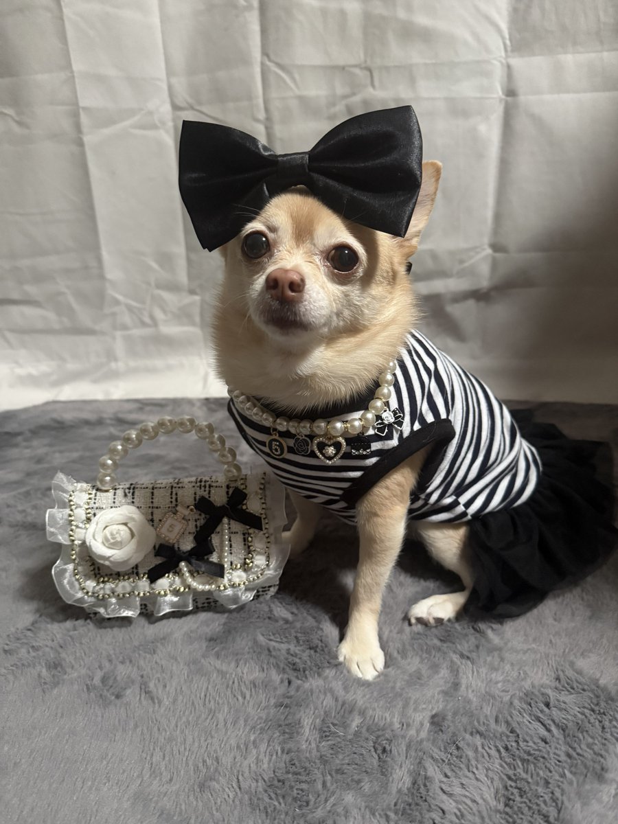 🧚🏻‍♀️🎀 Tinkerbell 🎀🧚🏻‍♀️ tweet media