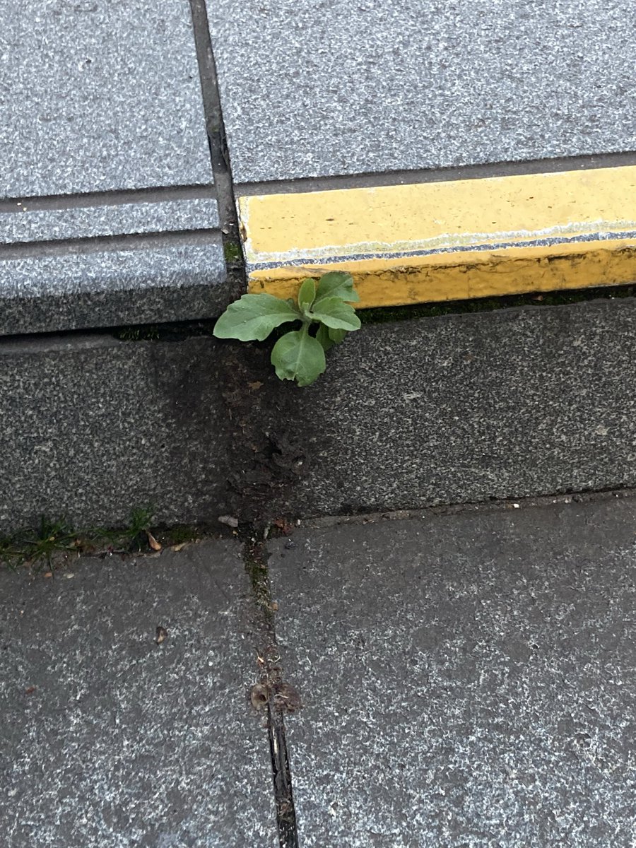 おはようございます。
出勤途中、なかなか気合い入ったヤツがいました。