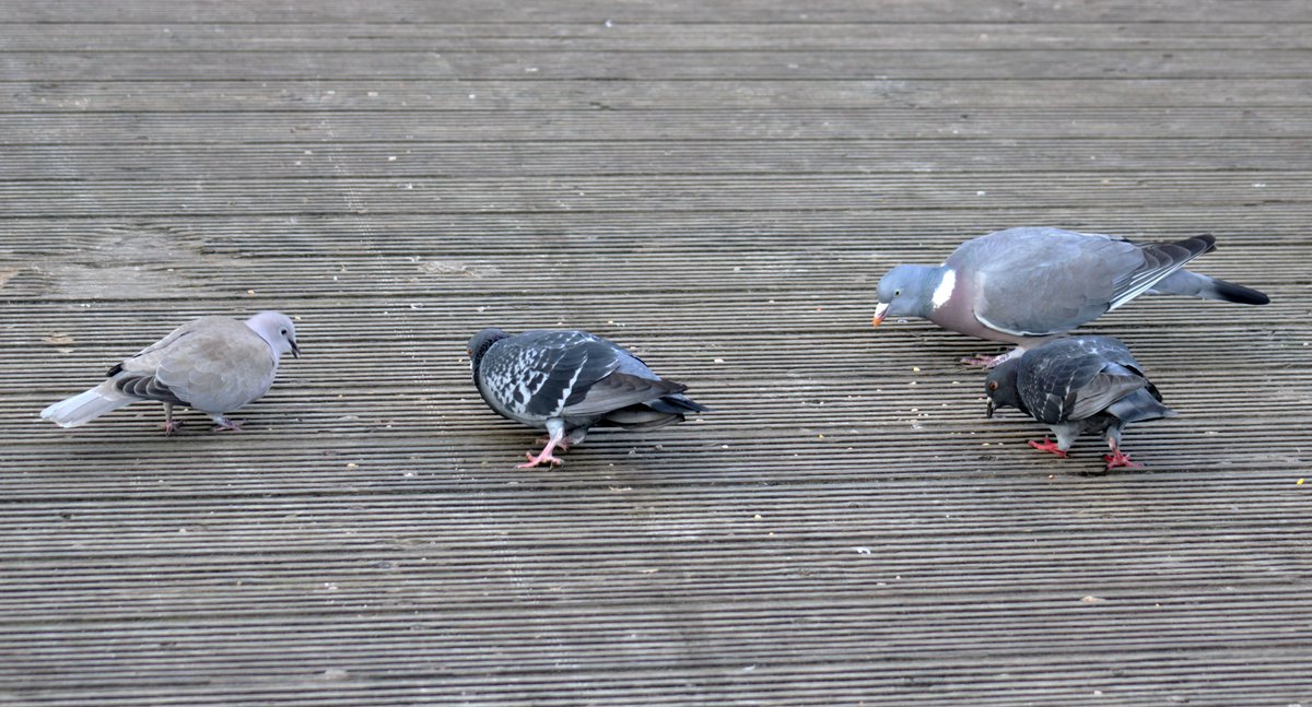 a_london_pigeon's tweet image. 📷  Morvien Lloyd @MorvienR 
Collared Dove (Streptopelia decaocto), two feral pigeons (Columba livia), and a Woodpigeon (Columba palumbus) #WorcesterPark #Surrey 
Original tweet: 
x.com/MorvienR/statu…