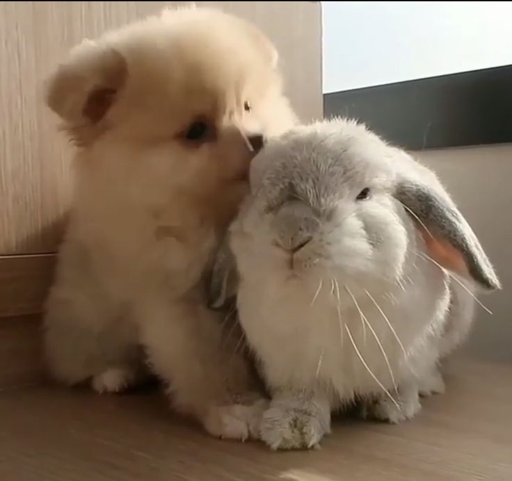 thepopularanimals tweet media