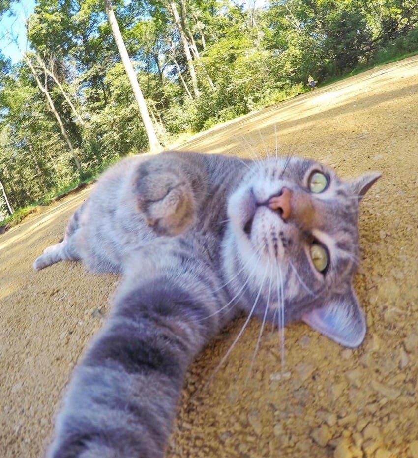 El Gato del Fortnite tweet media