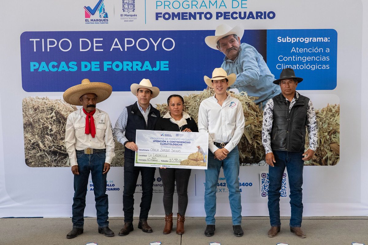 AlertaQro's tweet photo. 🌾 Entrega alcalde de El Marqués pacas de forraje para apoyar a productores pecuarios 🚜

🧾📦 El alcalde de El Marqués, Rodrigo Monsalvo, realizó la entrega de 30 mil pacas de forraje. 🌱

Consulta la información 📊 https://t.co/jrP3zenBie

#Querétaro #ElMarqués #Campo #Ganadería #Apoyo
