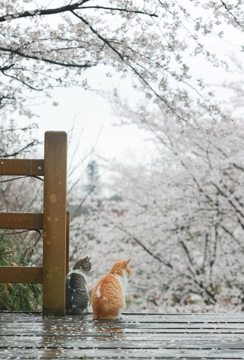 ZQYJBJfqj6ocaGd's tweet image. 