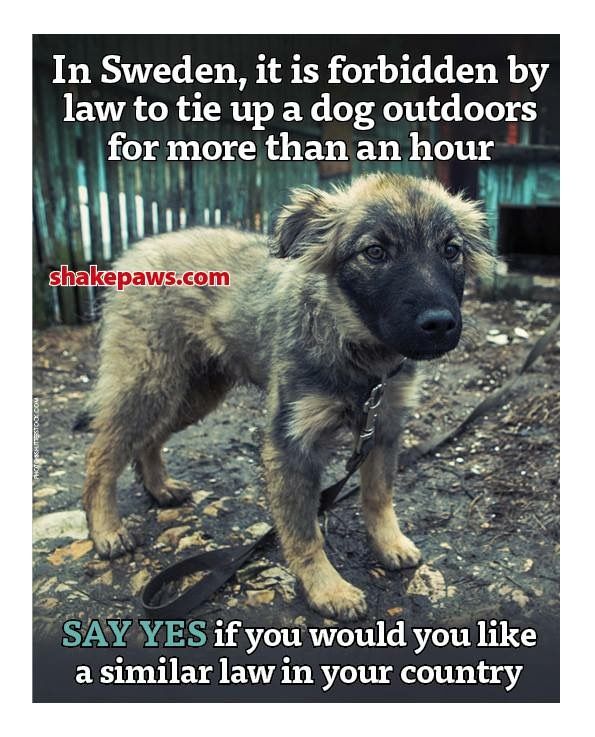 Dog Lovers tweet media