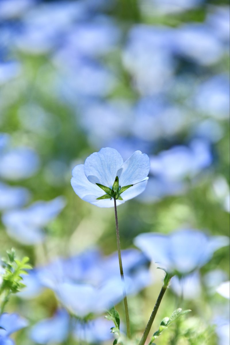 umeboshi3882's tweet image. おはようございます☺️

#TLを花でいっぱいにしよう #なばなの里 #flower