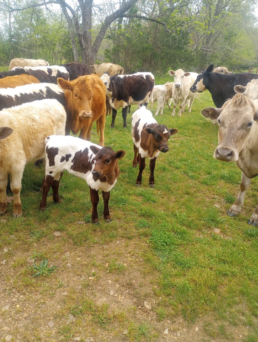 Farm Boy tweet media