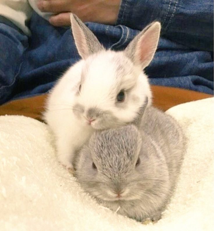 thepopularanimals tweet media