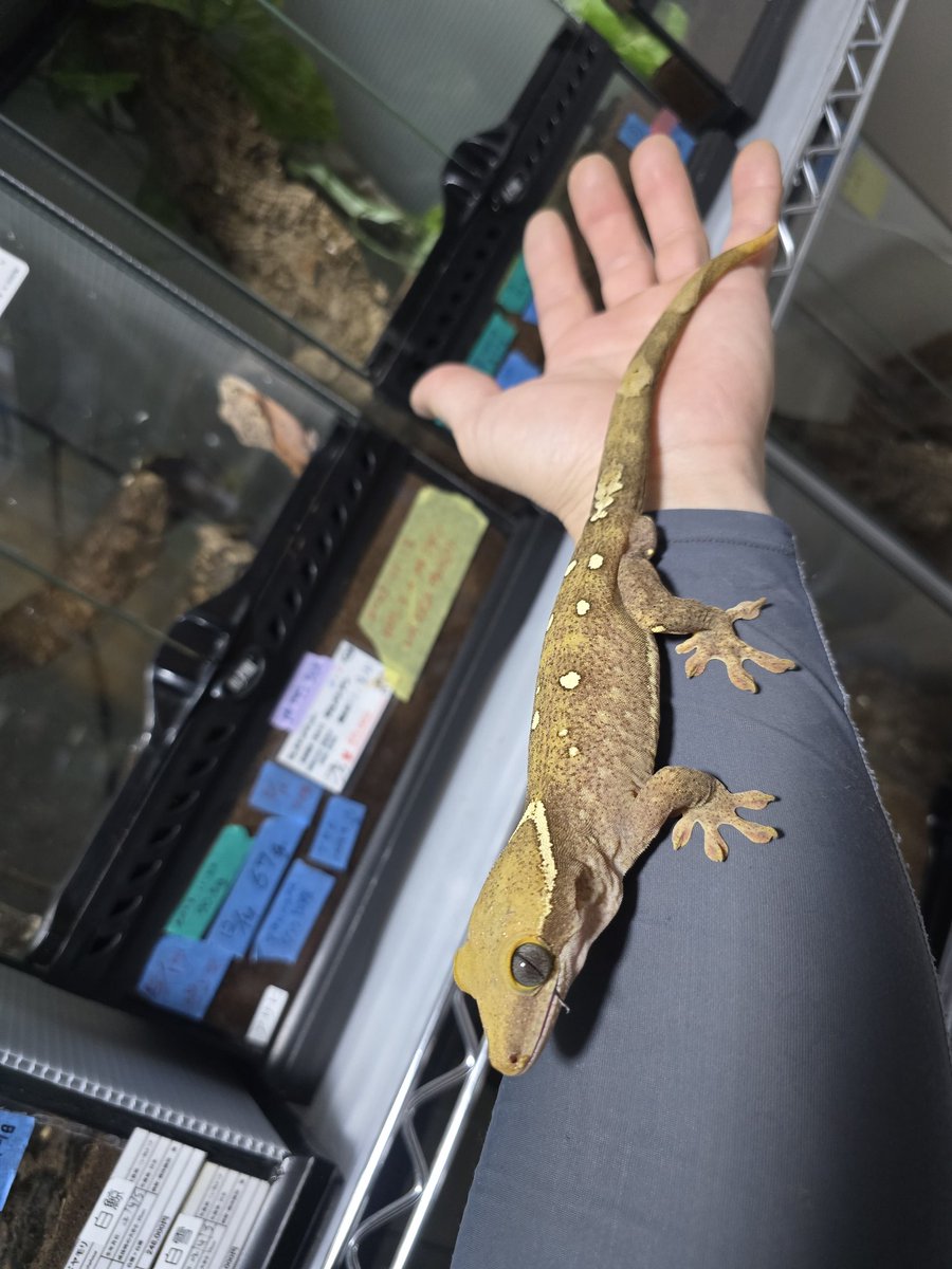 Reptile Breeding Lab KENA tweet media