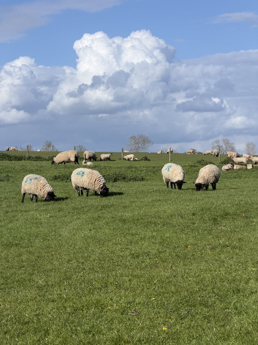 Cazlar123's tweet image. On my afternoon walk, reflections on the River Severn, newly ploughed fields and sheep and lambs grazing in the sunshine 
#villagelife