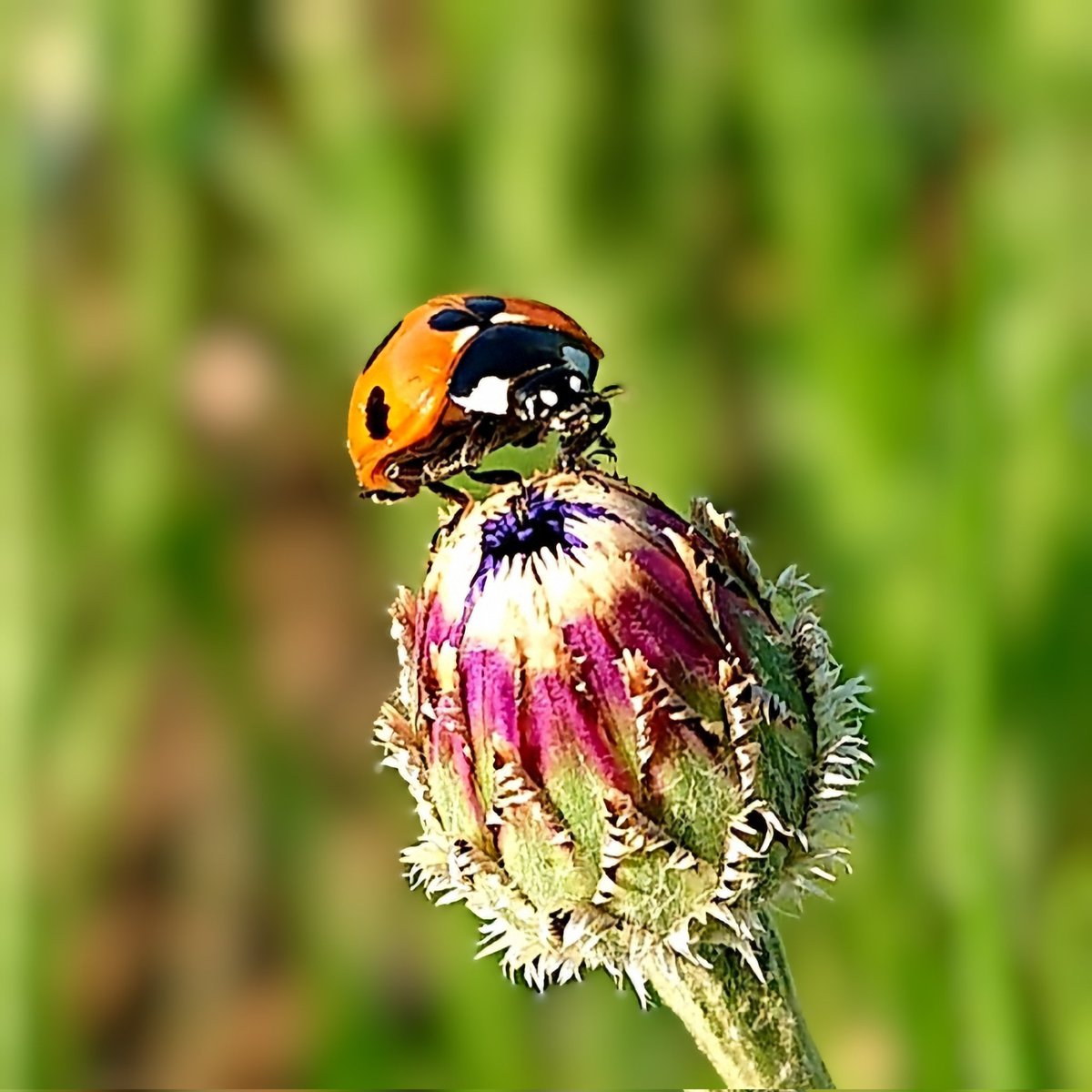 💙青い空と、満腹太郎💙 tweet media