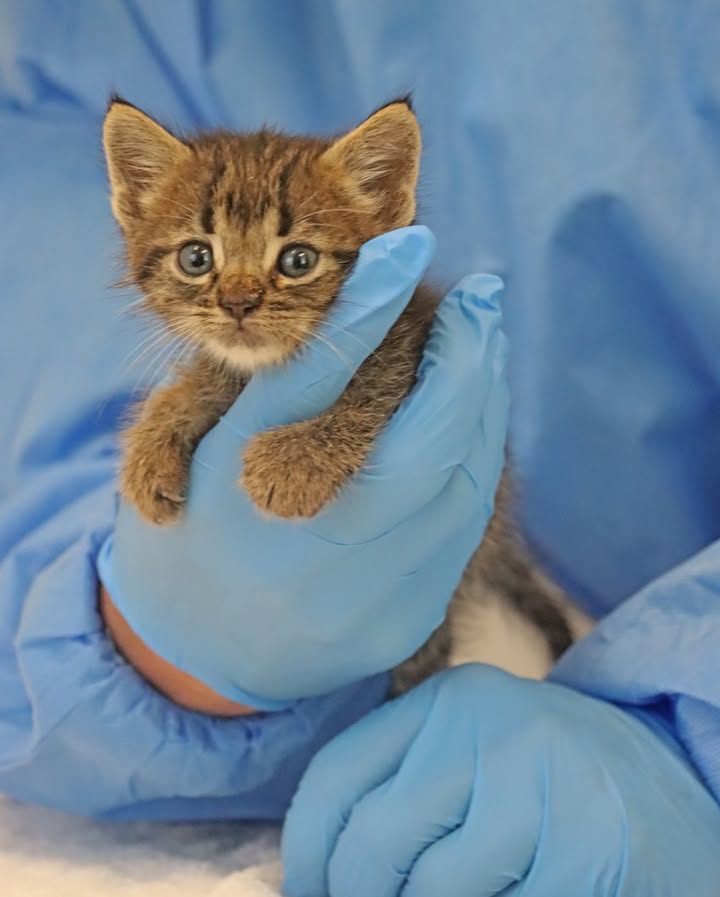 Helen Woodward Animal Center tweet media
