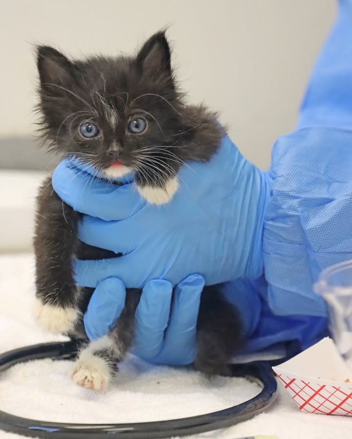 Helen Woodward Animal Center tweet media