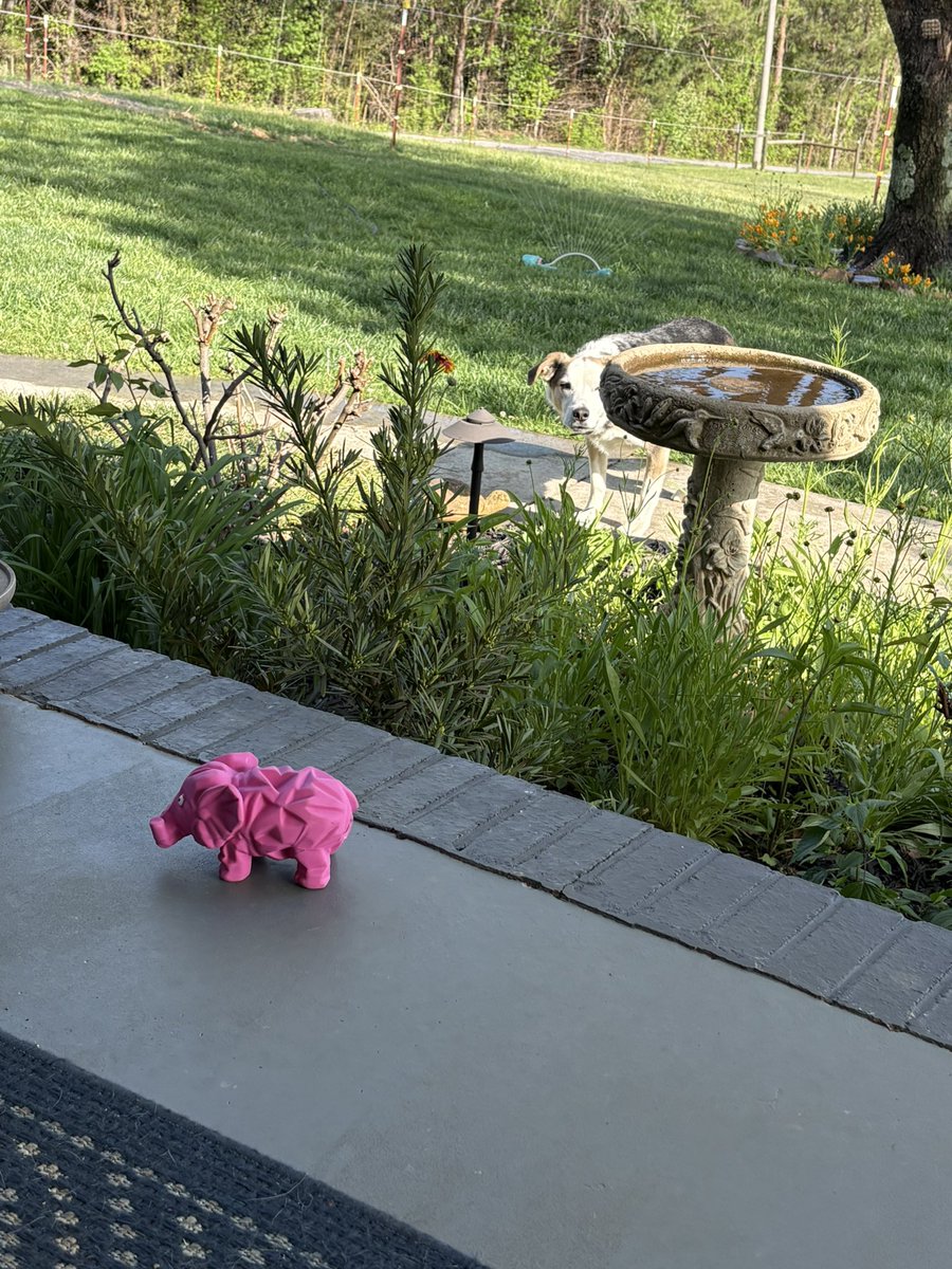 MtnGirlbarefootGardening tweet media