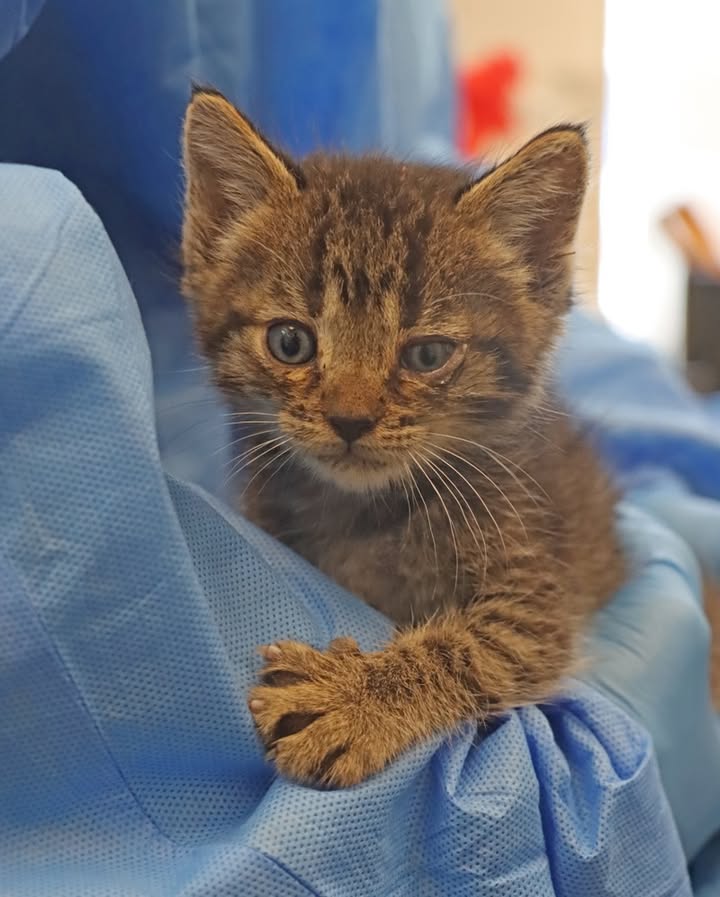Helen Woodward Animal Center tweet media
