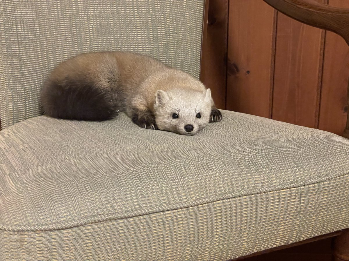 hirokirin_photography 可愛いモフモフを届ける人📸 tweet media