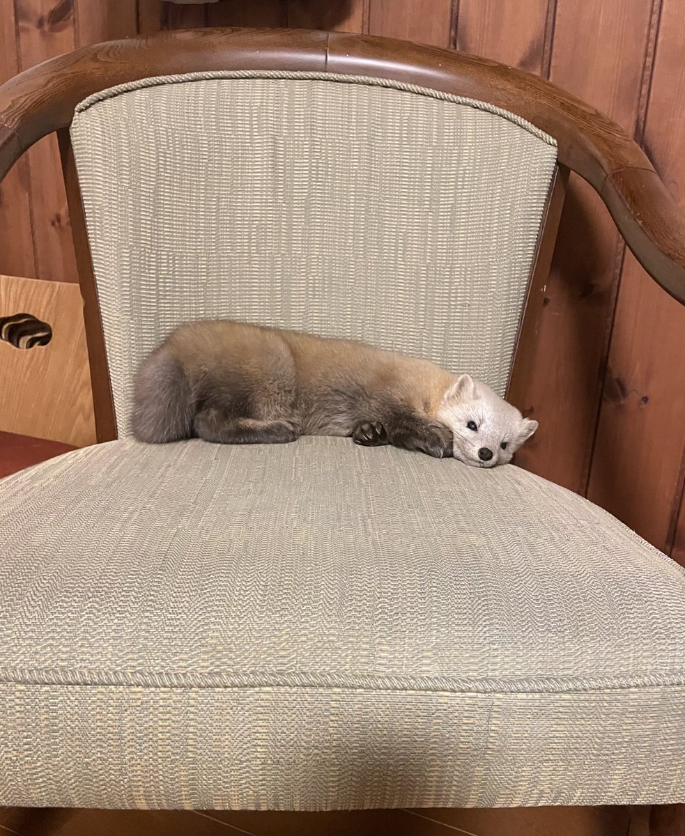 hirokirin_photography 可愛いモフモフを届ける人📸 tweet media