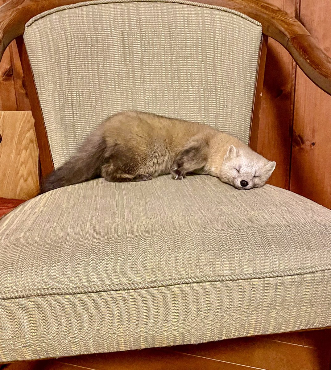 hirokirin_photography 可愛いモフモフを届ける人📸 tweet media