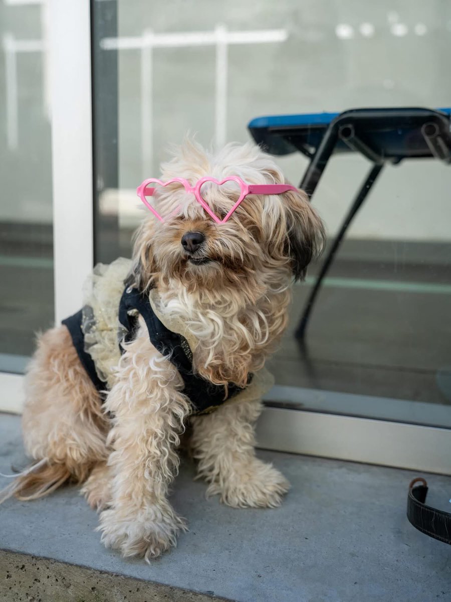 Chivo Pets tweet media