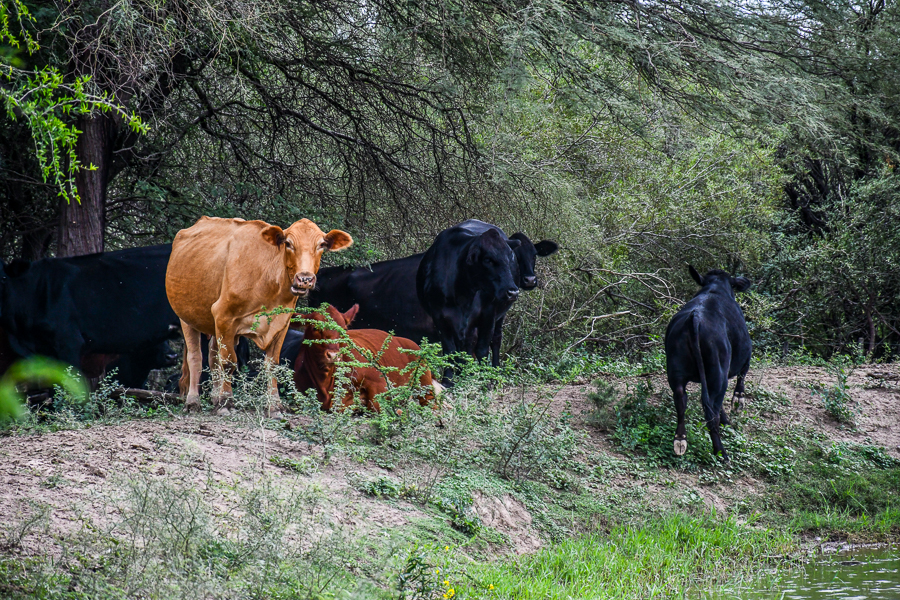 Gobierno de Córdoba tweet media