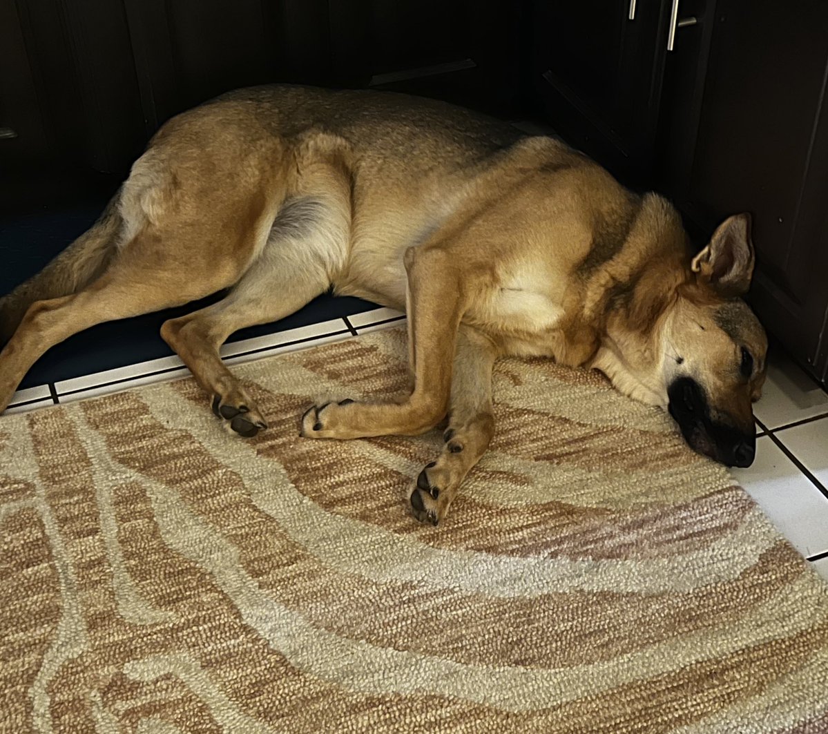 SHAY ✨🇺🇸✨ tweet media