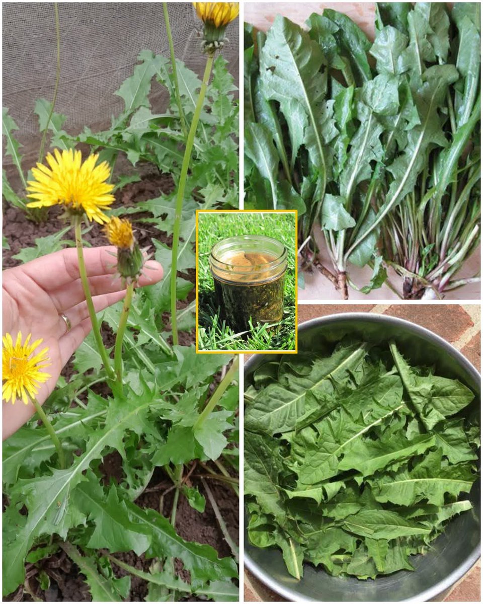 Doctor natural care tweet media