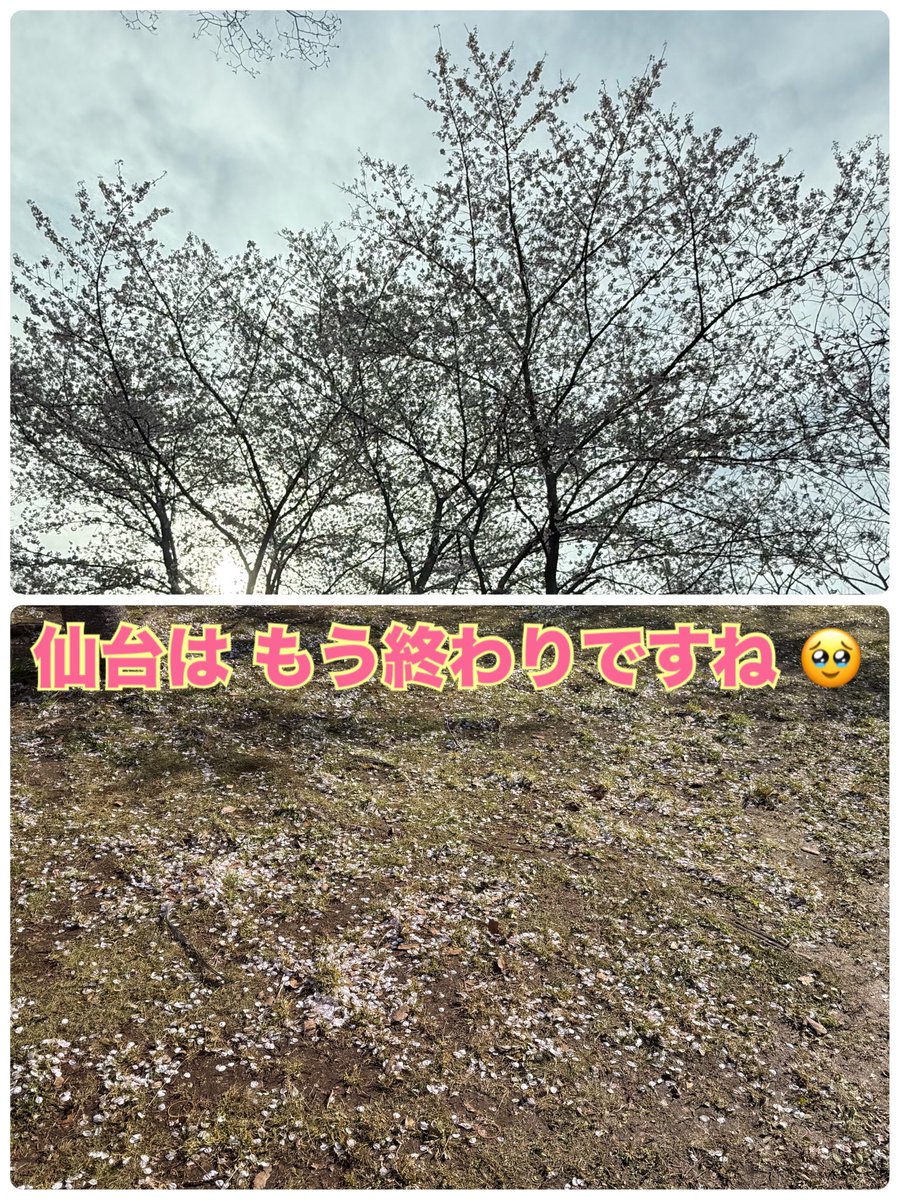 marurin co,Ltd tweet media