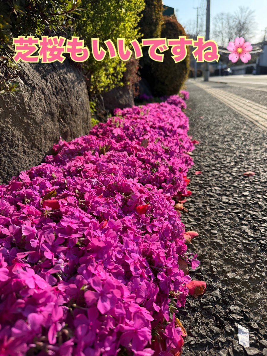 marurin co,Ltd tweet media