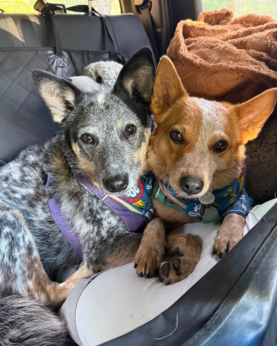 redcanary's tweet image. Happy #NationalDogDay from the entire @zscaler team and our global squad of Z-Pups! 🐶

We love these pups so much that we HAD to extend the paw-ty to boost your Monday mood. 

Check out some of our favorite global submissions from across the Zscaler team! 🌍🐾