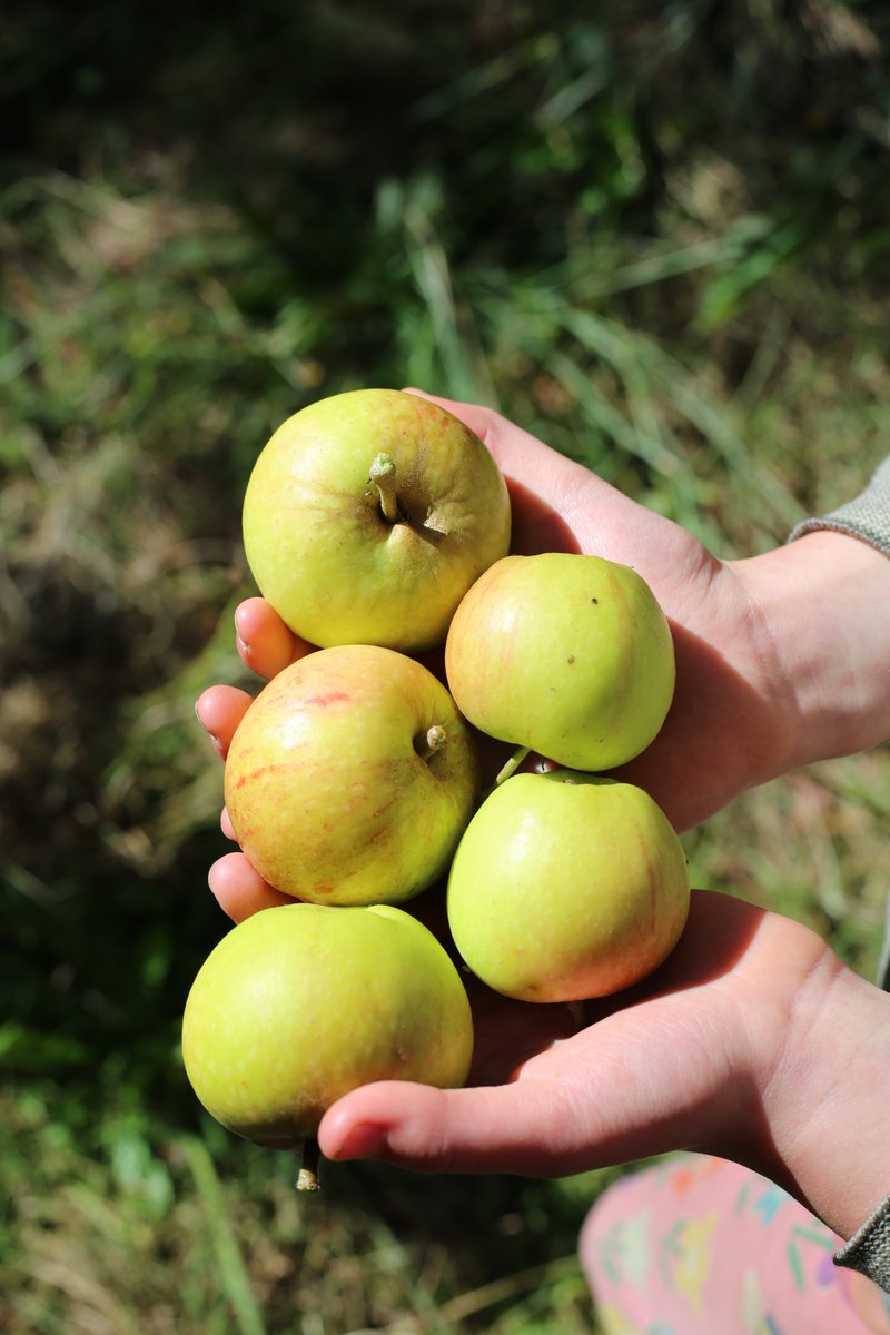 katedownham's tweet photo. Our first harvest from the Cox’s orange pippin tree. https://t.co/5SSoYvOZVb