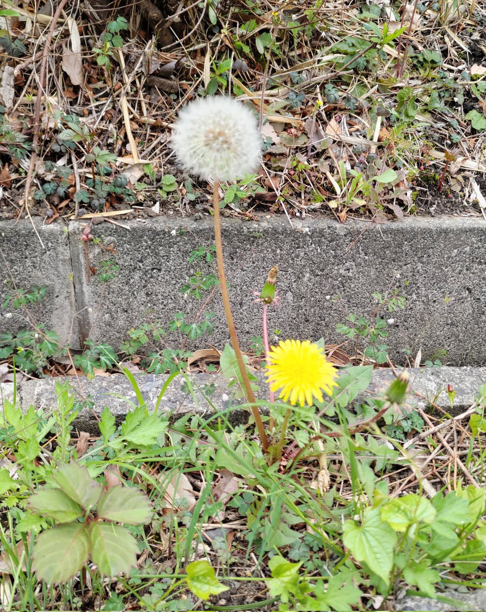 アン✿ tweet media