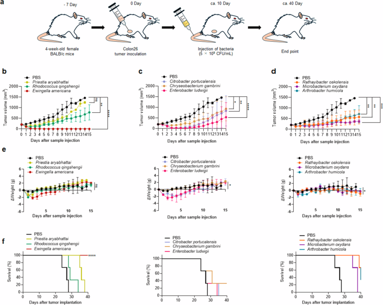 STUDIO 🇯🇵2025: Scoperta e caratterizzazione del microbiota intestinale antitumorale di anfibi e rettili: Ewingella americana come nuovo agente terapeutico con duplici proprietà citotossiche e immunomodulatorie. 
pmc.ncbi.nlm.nih.gov/articles/PMC12…