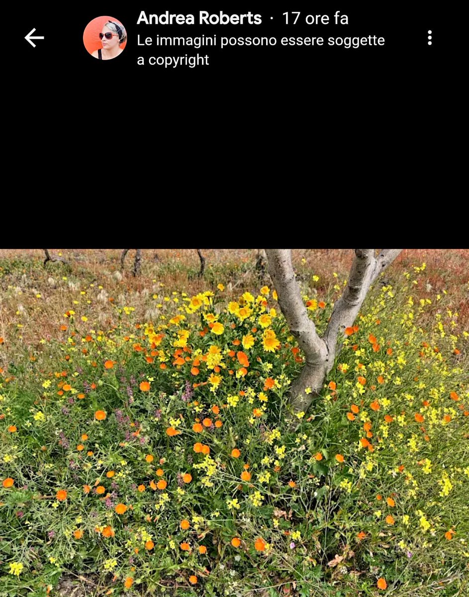 tenutapapale's tweet image. 🍷🫒 tenutapapale.com 🫒🍷
.
.
.
#tenutapapale #winery #winetastingsicily #sicilywine #vineyard #wineriesinsicily #winerysicily #bestwineriesinsicily #vineyardsicily #vineyardssicily #winetastingcatania #sicilyvineyards #winetasting #vineyardsinsicily #sicilywineries