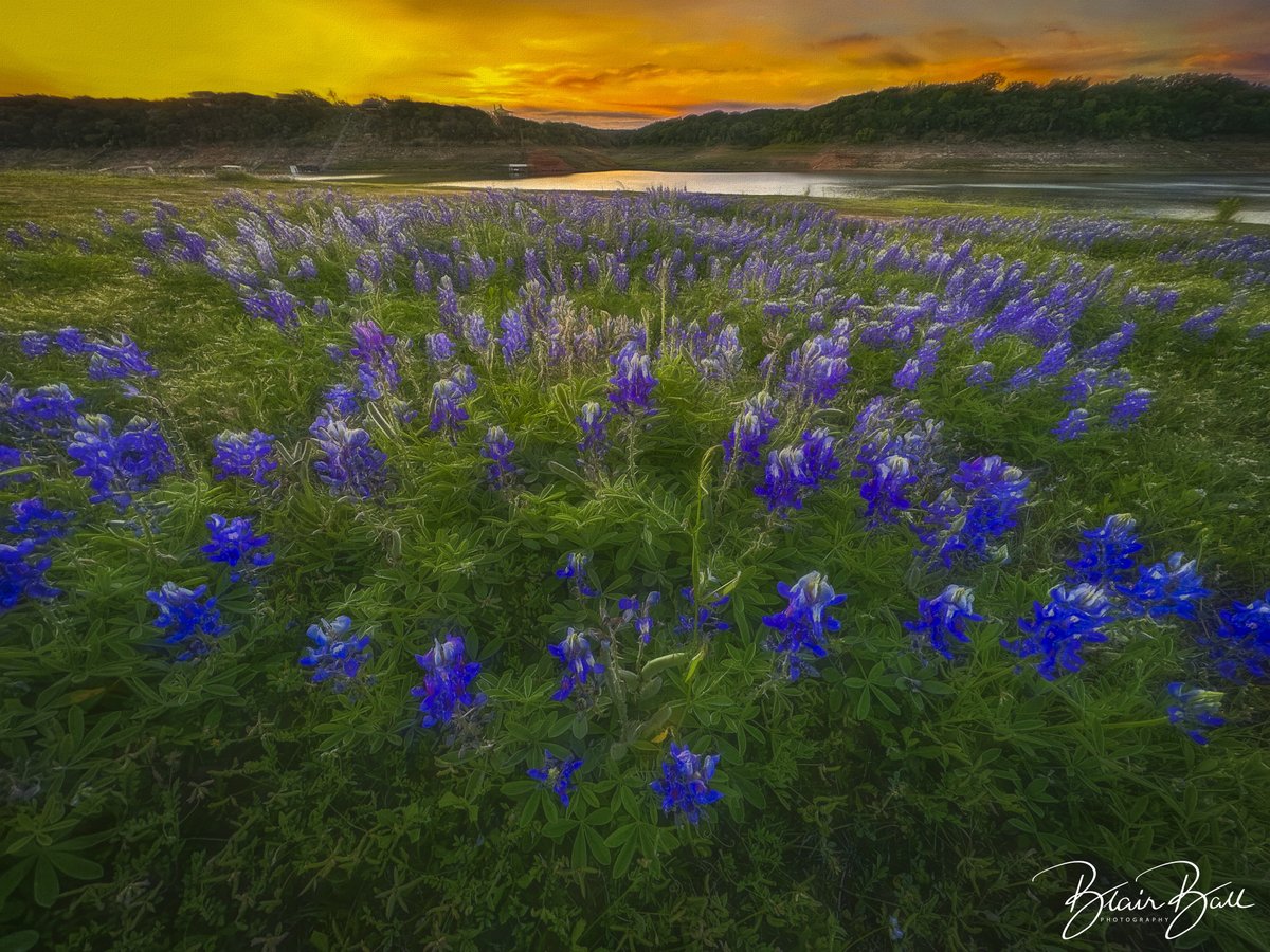 Golden sunrise over the Texas hill country Colorado river in field of bluebonnets. #texashillcountry #bluebonnets #landscapephotography #coloradoriver