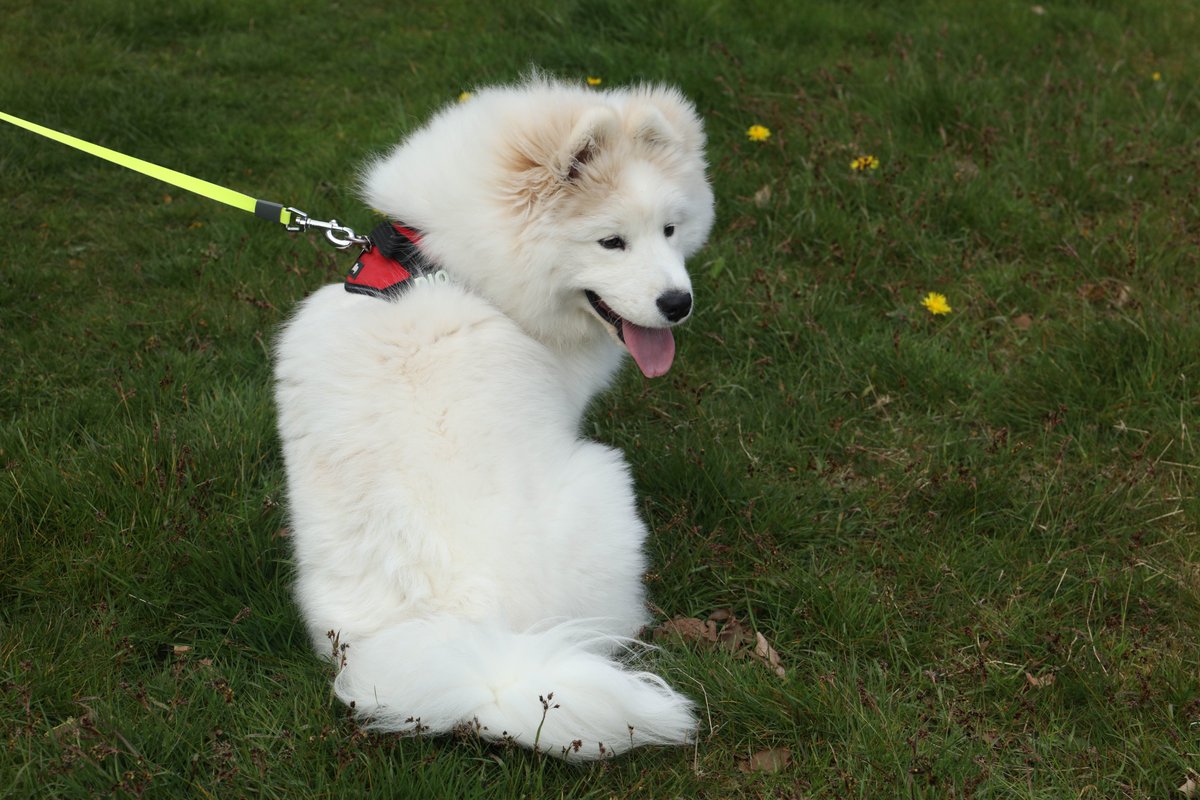 VLPhotography_'s tweet photo. Sefton Park today. #SeftonPark #Samoyed https://t.co/8xIUIBLEkR