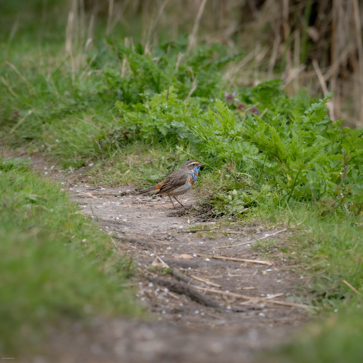 Geoff Pring tweet media