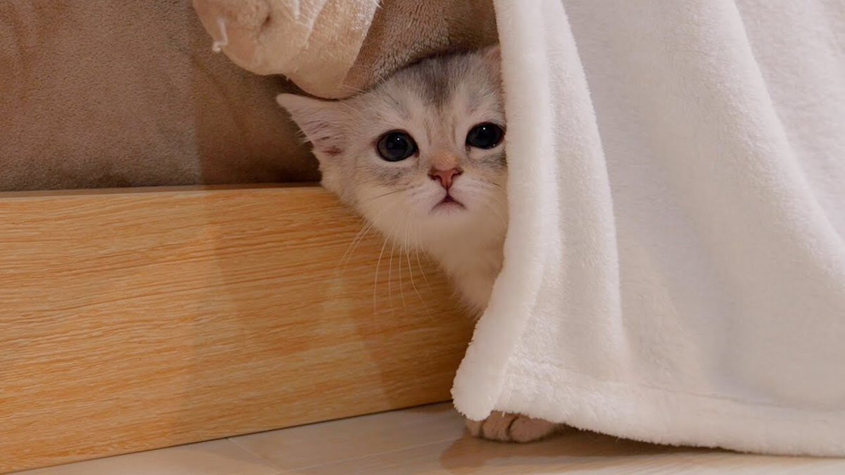 悶絶】「見つけてくれないニャ…」かくれんぼで忘れられて落ち込む子猫