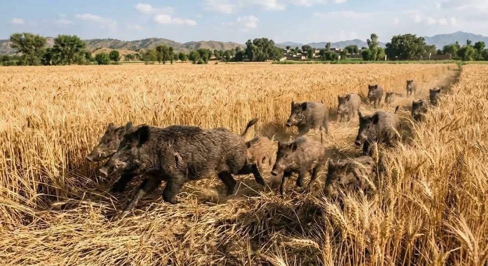 SIR Ahmed Khokhar tweet media