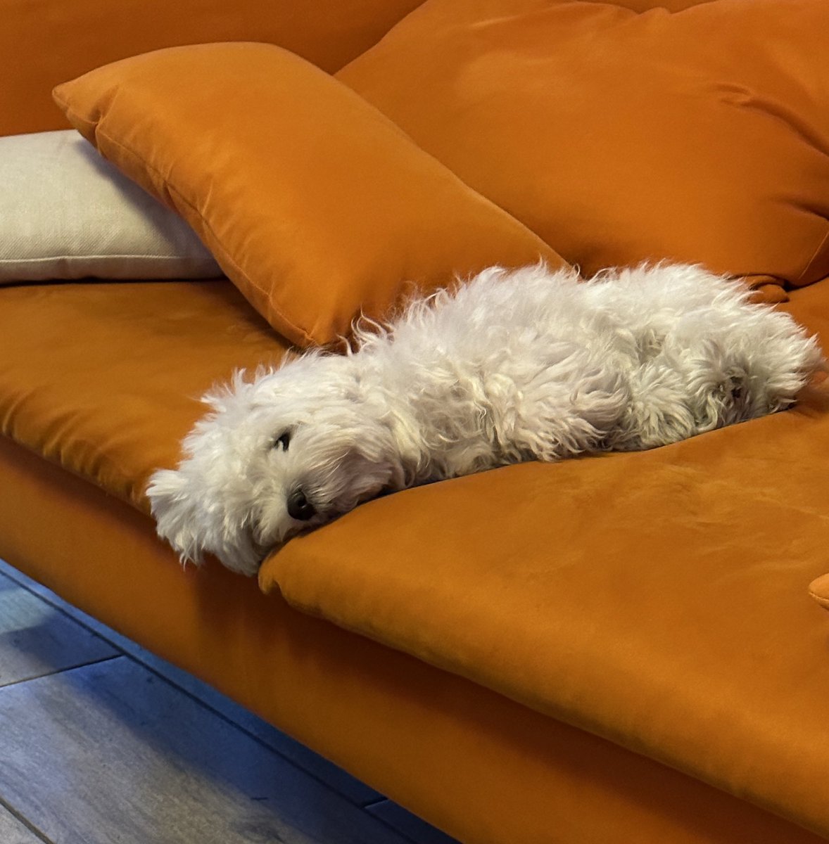 Lani Harrison, CPST tweet media