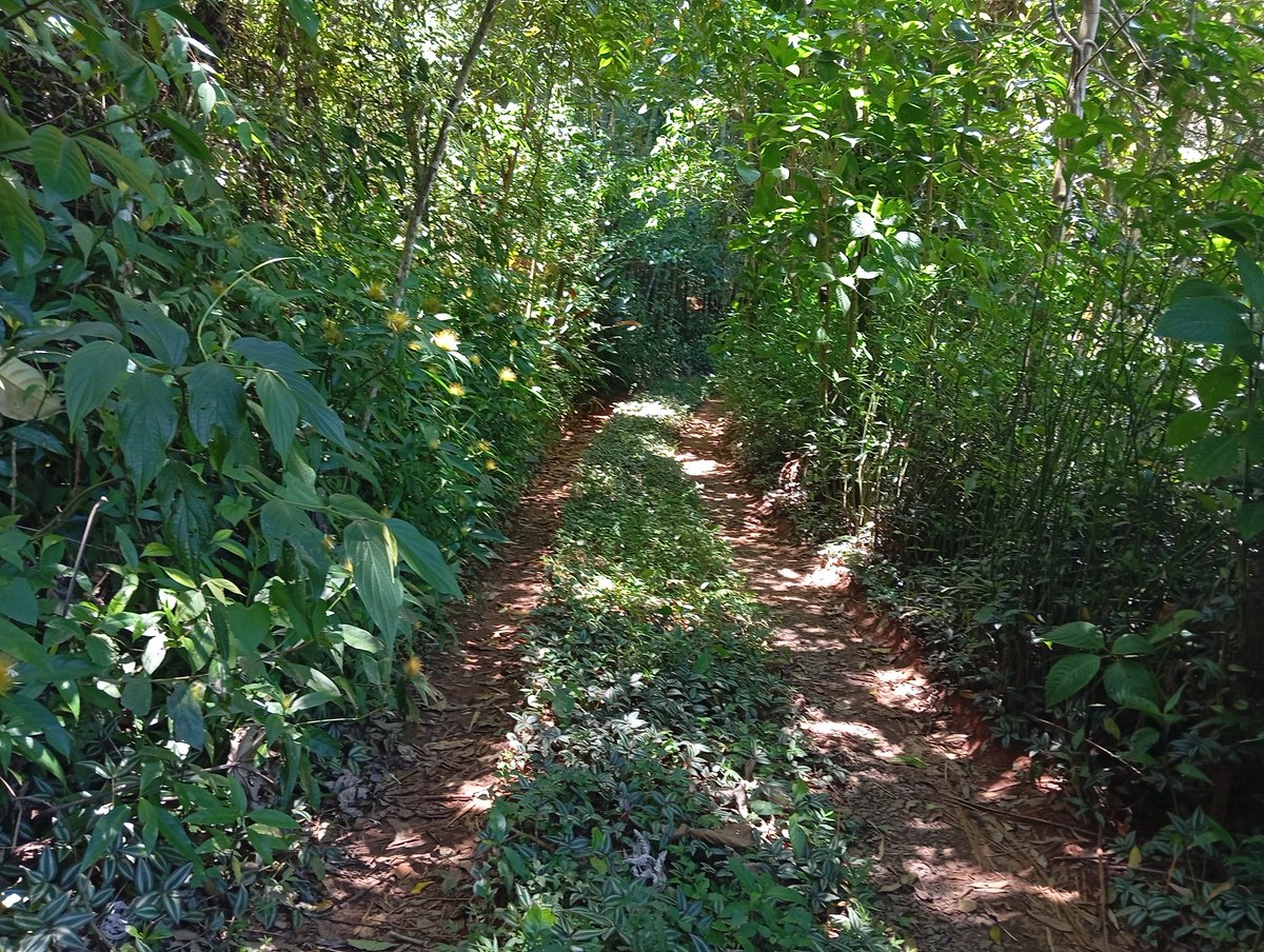 Juancho Sinisterra 🇨🇴 tweet media