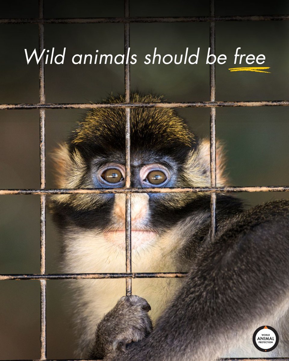 World Animal Protection US tweet media