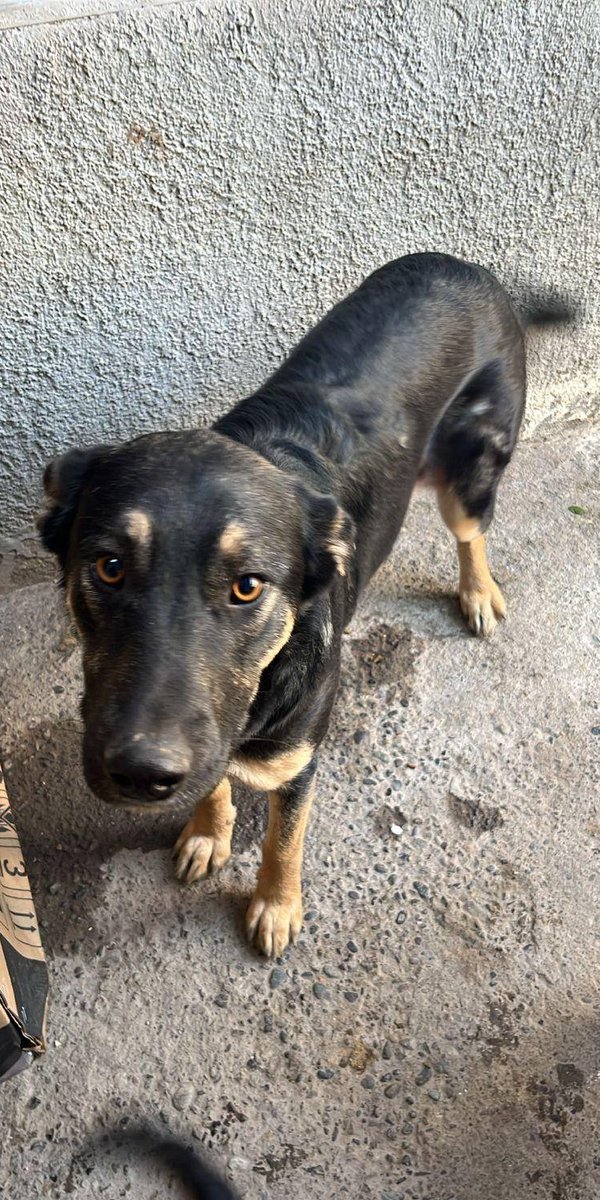 Madre e hija fueron adoptadas juntas y las han devuelto. No hay donde dejarlas pues el basural donde las encontraron fue cerrado. Se encuentran esterilizadas y desparasitadas. Son muy dulces y sociables. Si deseas darles un hogar, comunícate al +56922558831. Favor RT!
#LaPintana