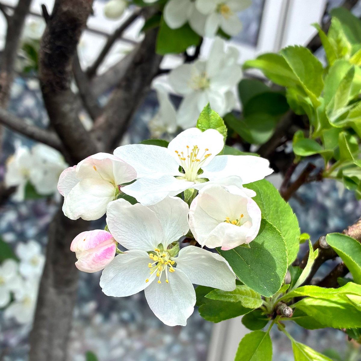 On1000Panda's tweet photo. おはようございます〜☀️

桜に似た かわいい花に出会ったよ♪
蕾はピンク、咲いた花は白くて可憐

調べてみたら、ヒメリンゴの花
秋には🍎になるのかな…🤔

今日はご先祖様のお墓掃除に行く予定

また素敵なお花との出会いあるかな💓

#おは戦80414ak🔥 https://t.co/2oMXzLh1Dl