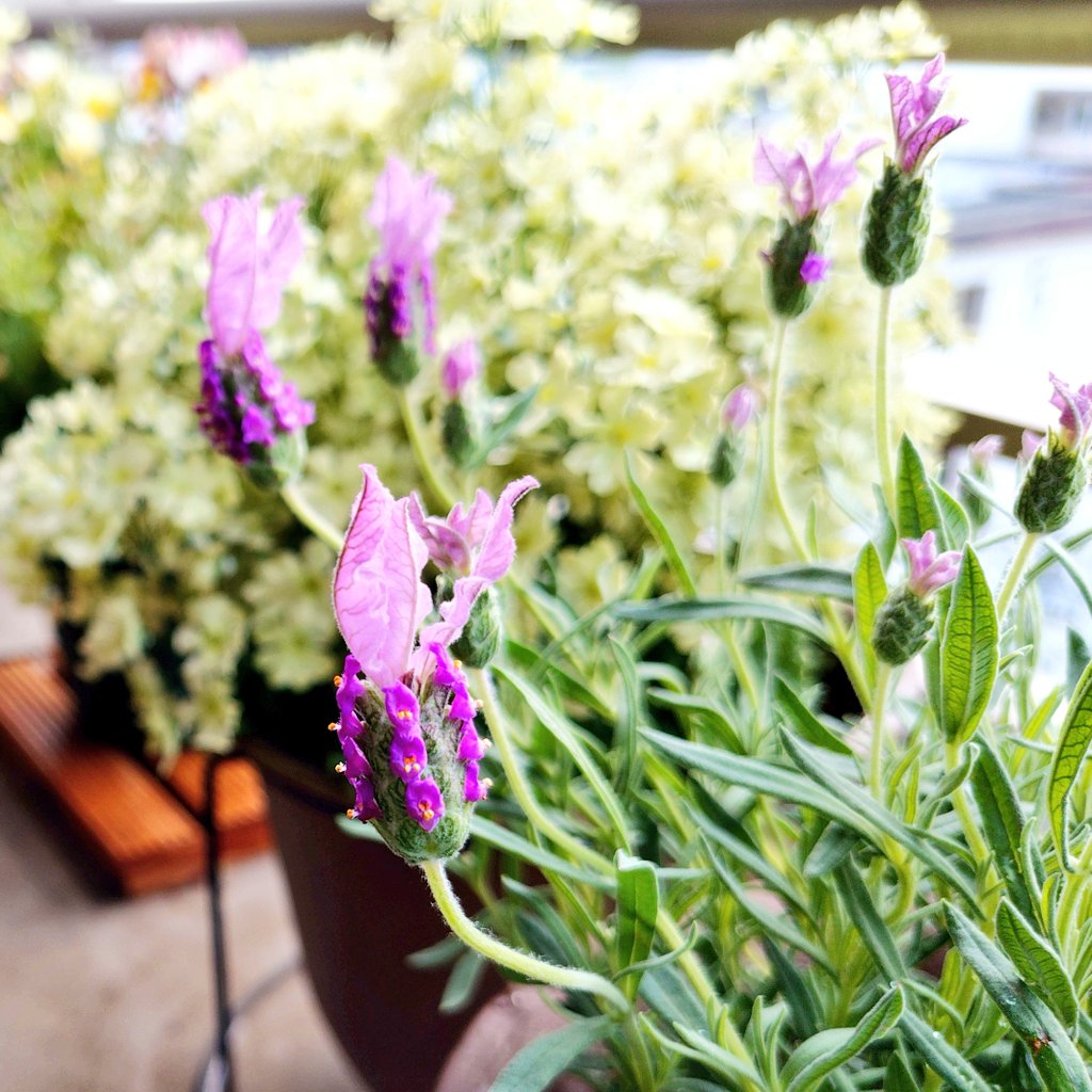 日差しはないけど
上空は青空も見える🙄
お出かけしたいから
晴れてこないかな🌤️

こう昼間の気温が高いと
今更感があるんだけど
どうしても欲しくてお迎えした
うさみみフレンチラベンダー🐰

おはようございます
よい一日になりますように🍀

#イマソラ　#板橋の空
#ベランダガーデニング