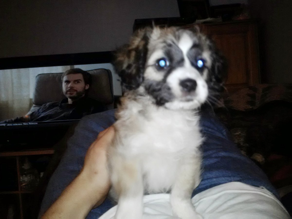 FonzScando's tweet image. My dog Melo when he was a puppy... he's 13yrs old now. Dam time flies #dogs #dog #pet