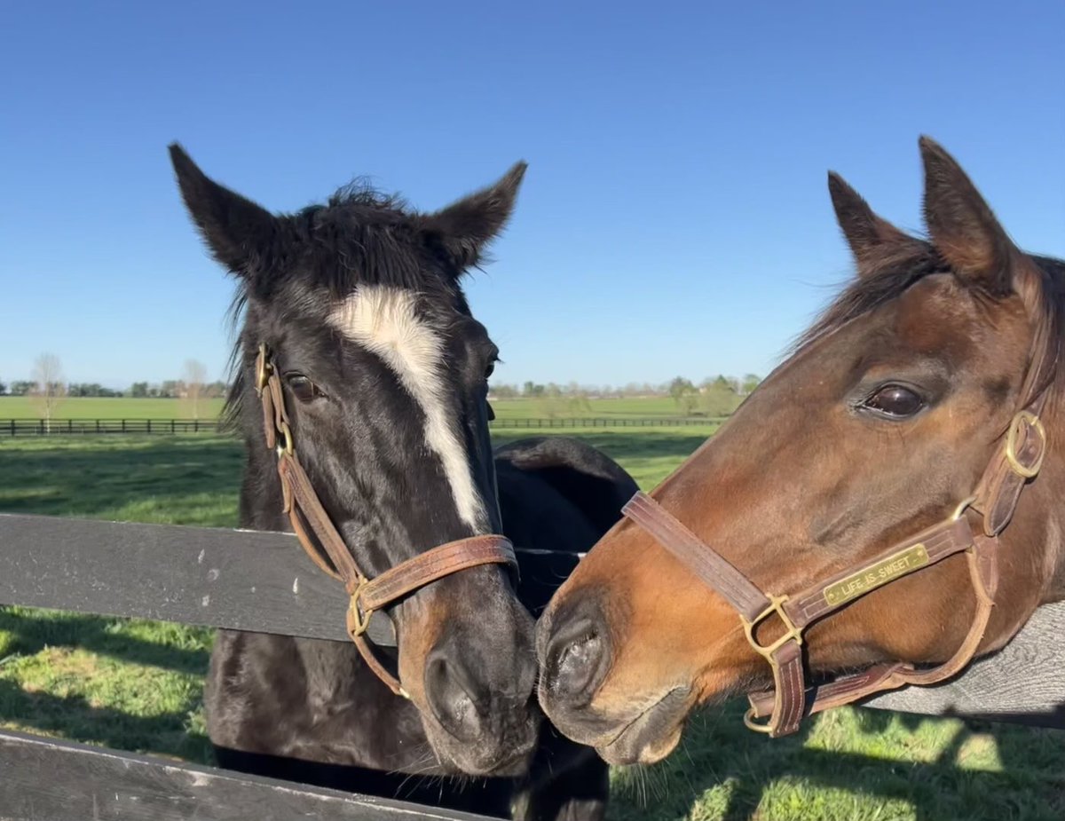 LanesEndFarms's tweet image. Just two Breeders Cup gals enjoying the afternoon ❤️ #zenyatta #lifeissweet #legends #horseracing