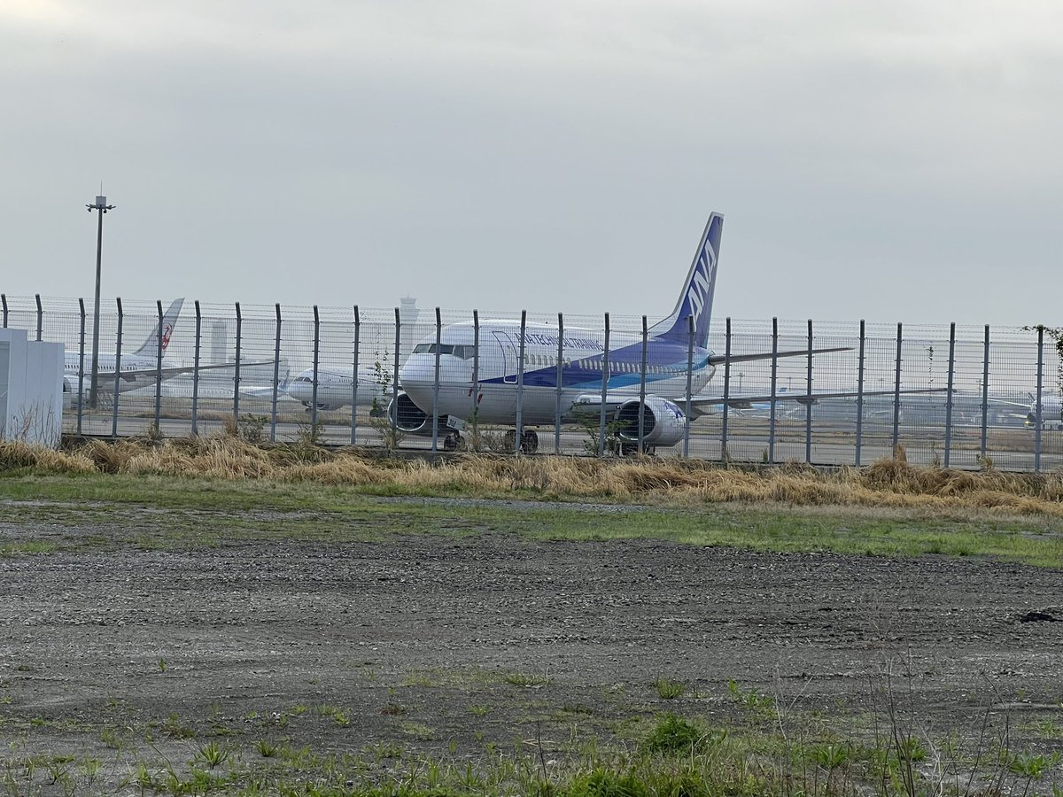 リンゴ味の梨 tweet media