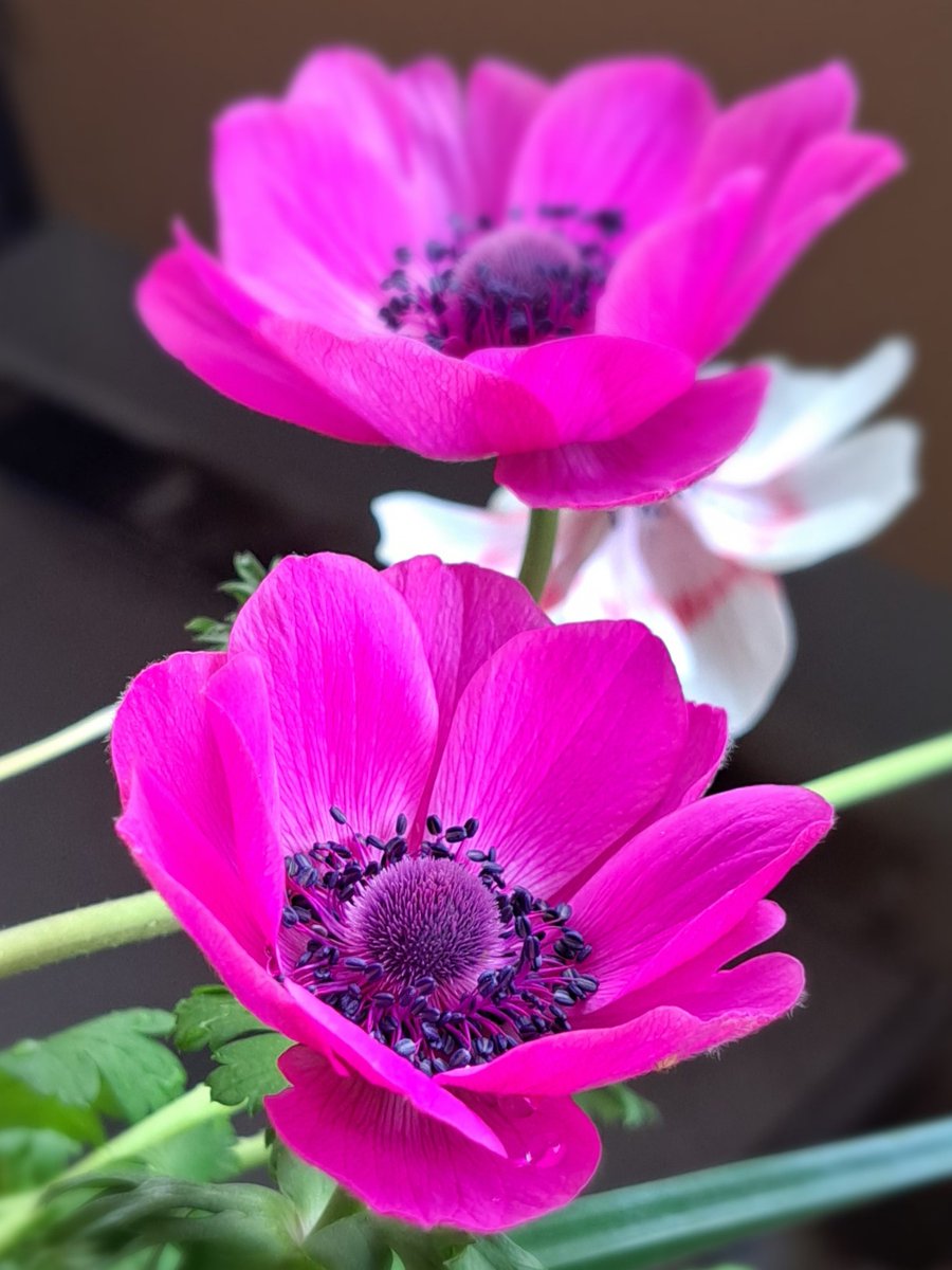 みののこ． tweet media